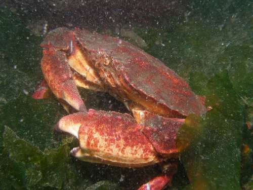 Red Rock Crab