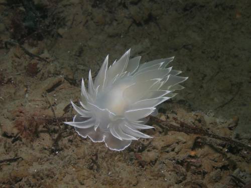 White Lined Dorid