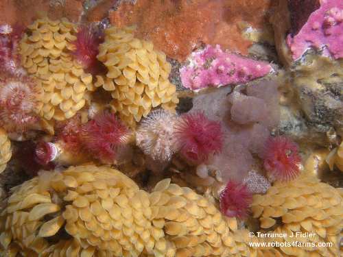 Calcareous Tube Worms