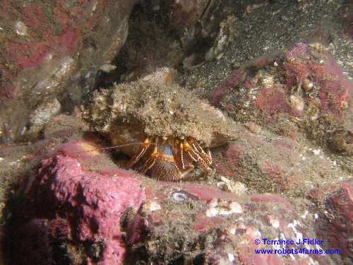 Widehand Hermit Crab