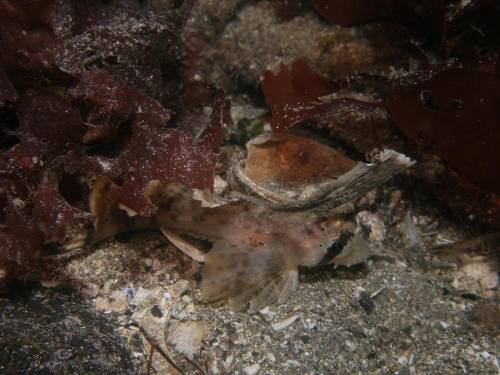 Sailfin Sculpin