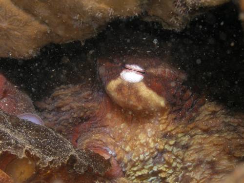 Pacific Giant Octopus