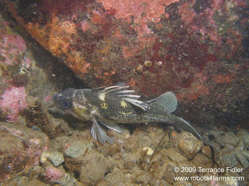 Clover Point in Victoria, British Columbia: Scuba Diving Pictures