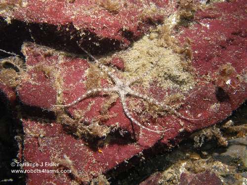 Brittle Star