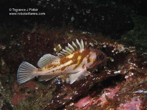 Copper Rockfish - Dolphin Beach Nanoose Bay - scuba diving site vancouver island british columbia canada