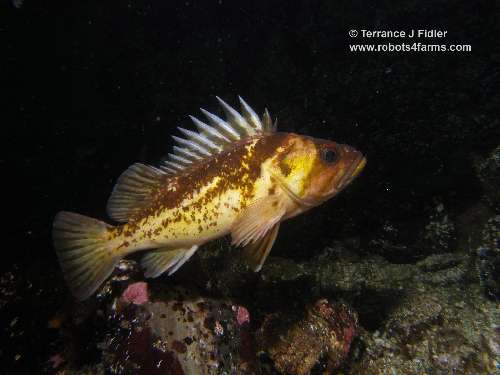 Copper Rockfish