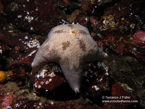 Cushion Star