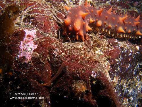 Longfin Sculpin and a Sea Cucumber