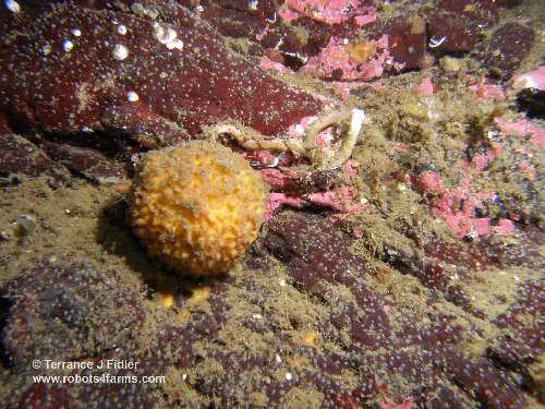 Orange Rough Ball Sponge