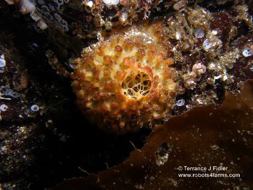 Orange Roughball Sponge - Dolphin Beach Nanoose Bay - scuba diving site vancouver island british columbia canada