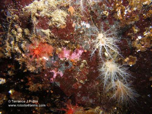 White Sea Cucumbers - Dolphin Beach Nanoose Bay - scuba diving site vancouver island british columbia canada